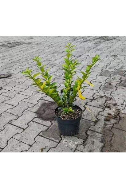 Саженец бирючины Викари